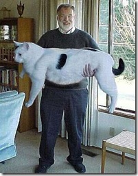 Big Fat Cat