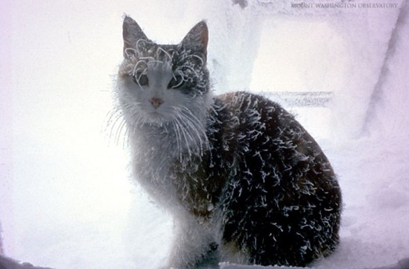 Mount_Washington_Cat_to_retire_today_this_pic_will_tell_you_why